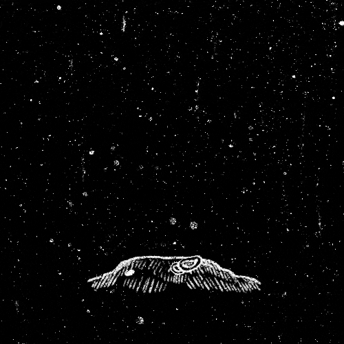 White line drawing of a bird with outstretched wings against a starry black background.