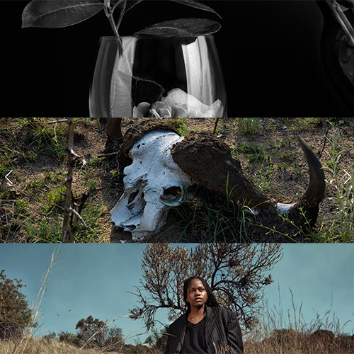 Three-panel collage: top panel shows a glass with white flowers against a dark background; middle panel features a bleached animal skull on dry, grassy ground; bottom panel depicts a woman standing in a barren landscape under a blue sky.