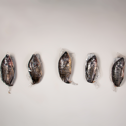 Five vacuum-sealed fish fillets laid in a row on a pale surface, protected in plastic wrap.