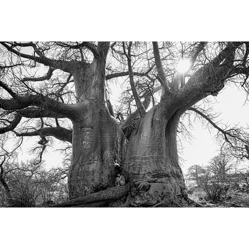 Two enormous, split trunks of a massive tree rise from the ground with a person sitting at its base in a black-and-white landscape.