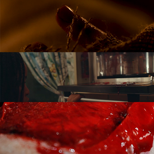 Three-panel collage: a close-up of a brown creature/tabric in the dark top panel, a person peering at a metal tray in a dim room middle panel, and a close-up of red, bloody-looking material in the bottom panel.