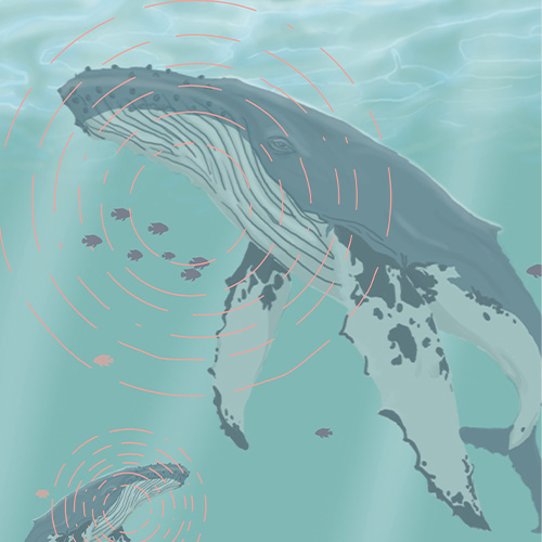 Underwater scene of a gray humpback whale with orange sonar rings radiating from its body and small fish nearby.
