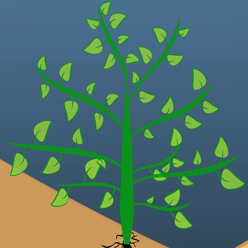 Young green tree sapling with multiple branches and bright leaves growing in sandy soil against a blue gradient sky